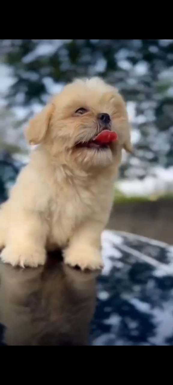 Buy Vaccinated  Lhasa Apso Puppy from Ahmedabad
